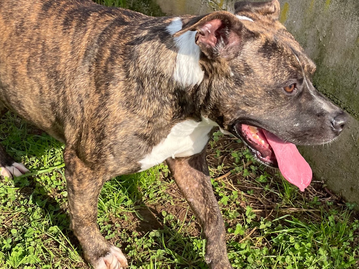 Vuoi adottare un cane a Frosinone?