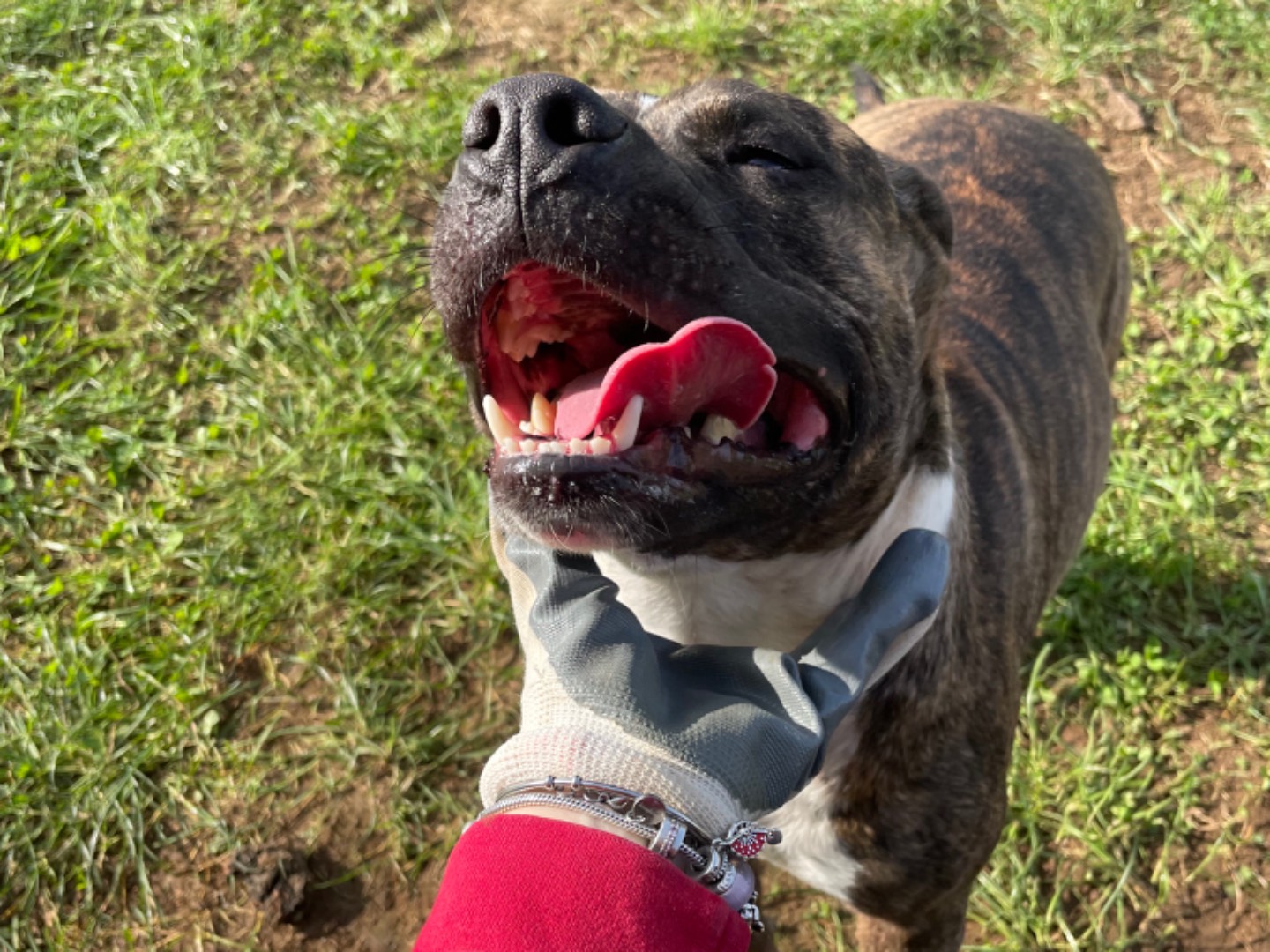 Adotta il cane Zoe a Frosinone