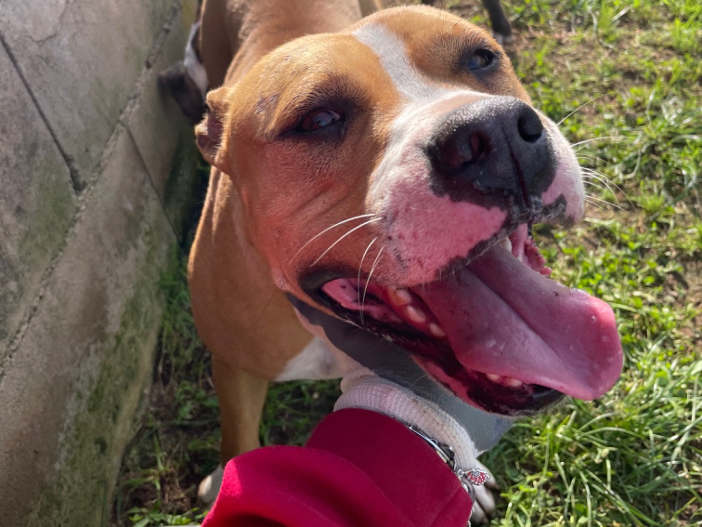 Adotta un cane, femmina, 3 anni  e 6 mesi , Frosinone