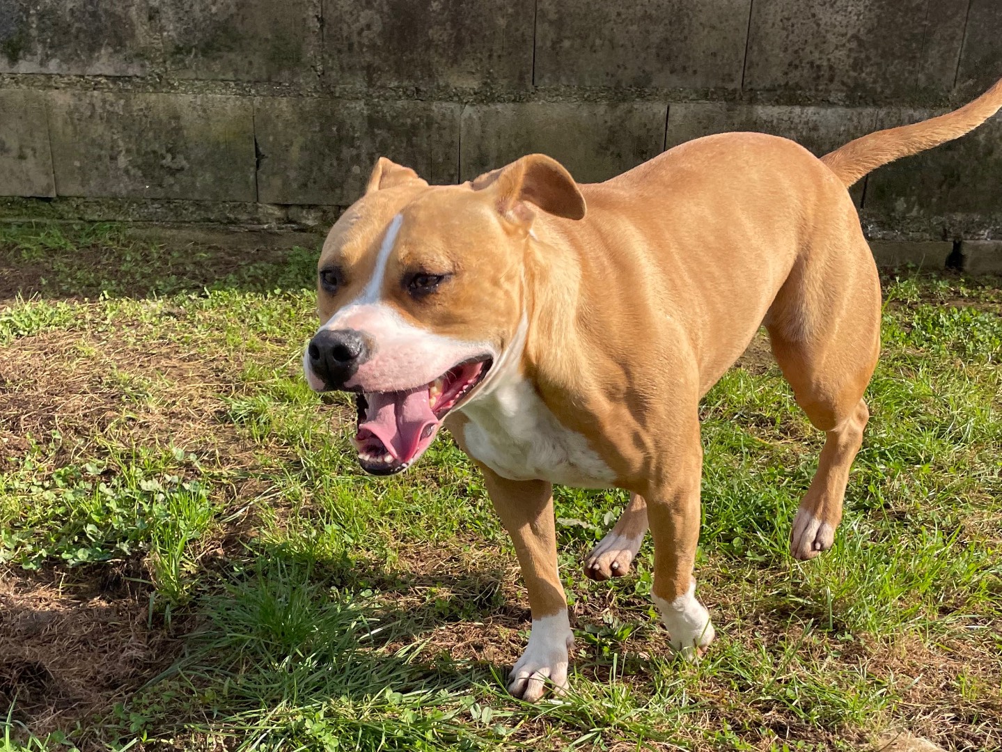 Vuoi adottare un cane a Frosinone?