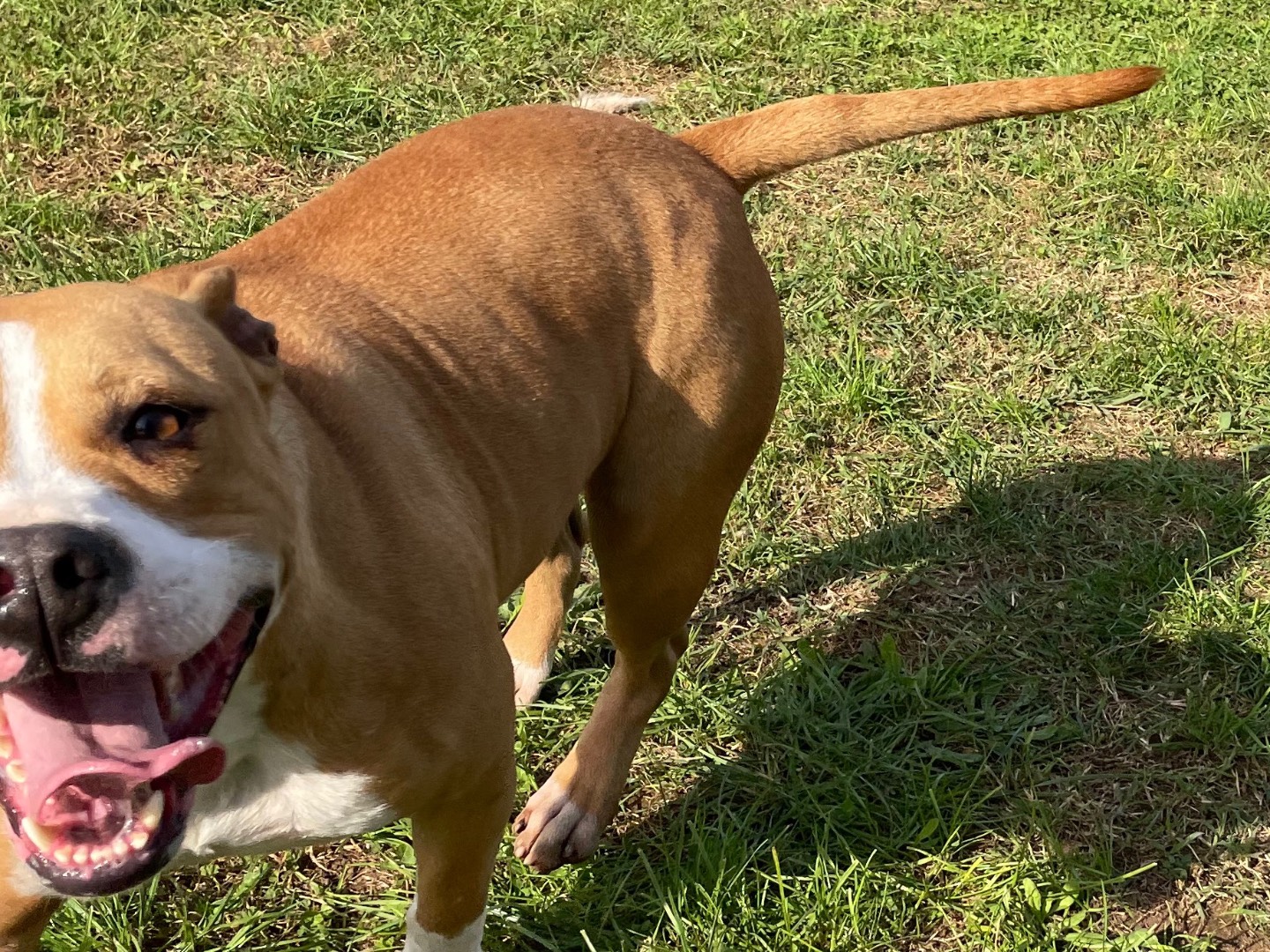 Adotta il cane Cloe a Frosinone