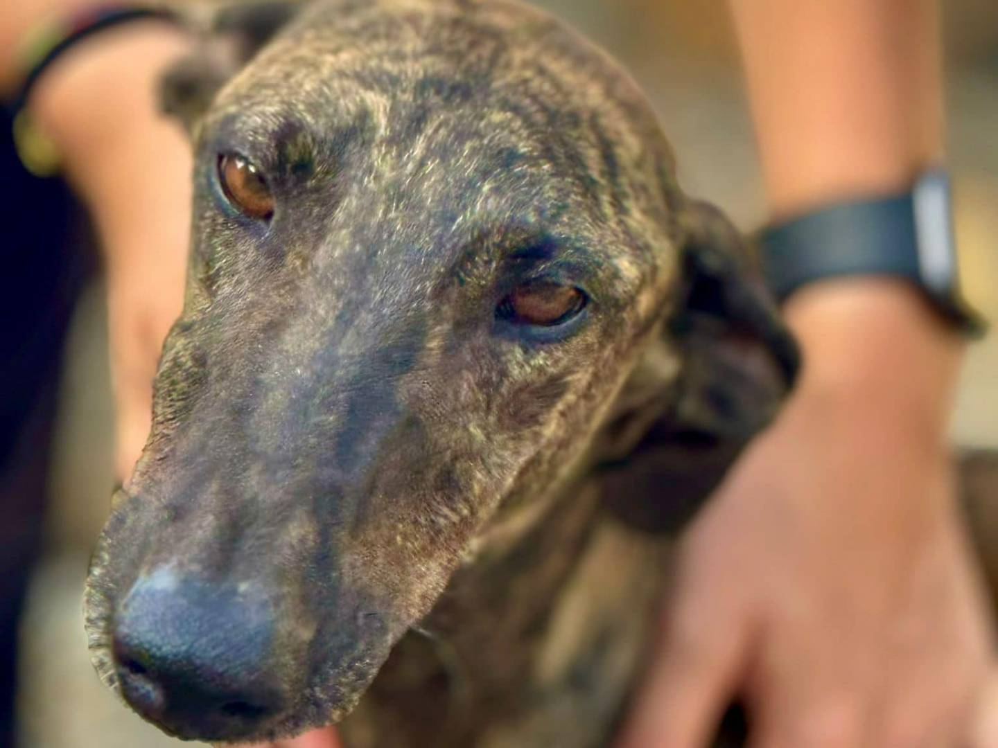 Adotta un cane, maschio, 4 anni  e 3 mesi , Rovigo