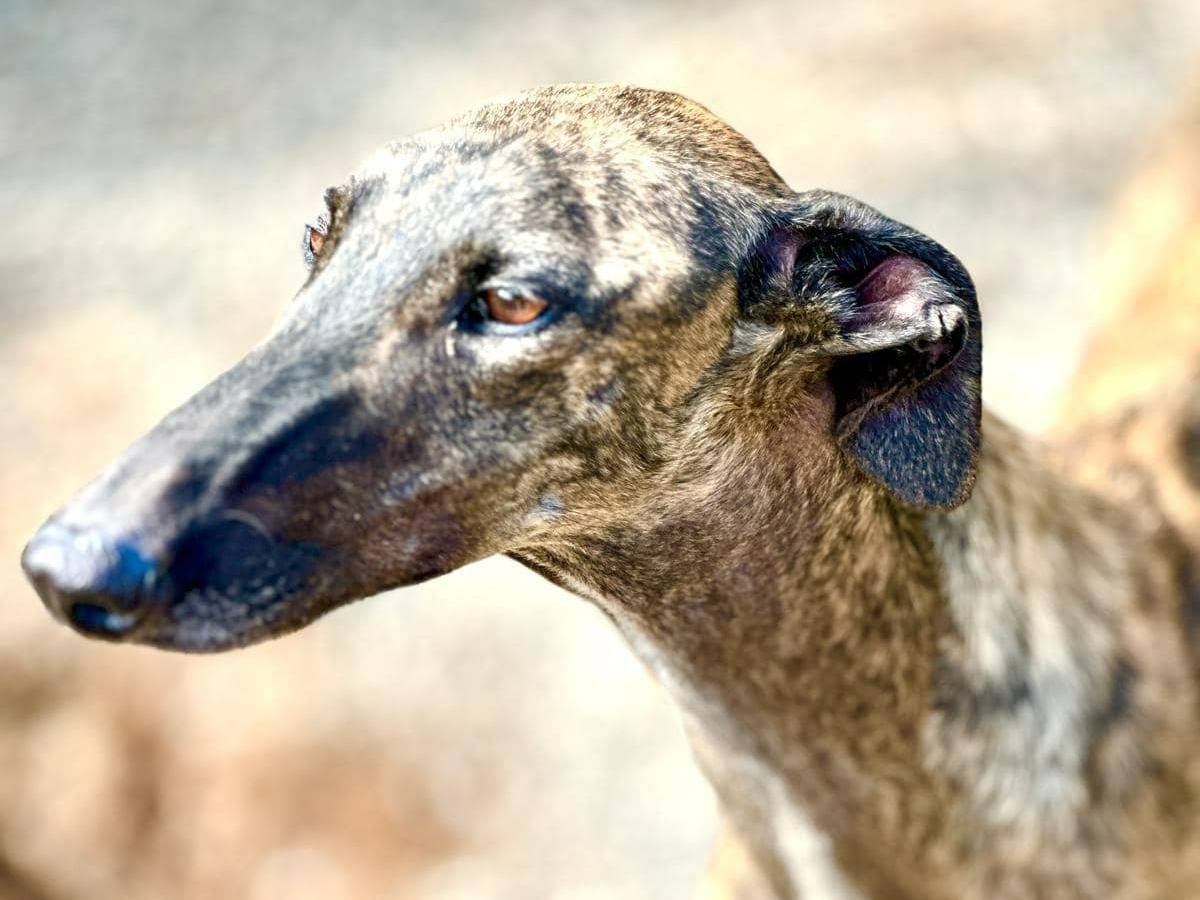 Adotta un cane, taglia media, maschio, Rovigo