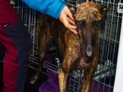 Vuoi adottare un cane a Rovigo?