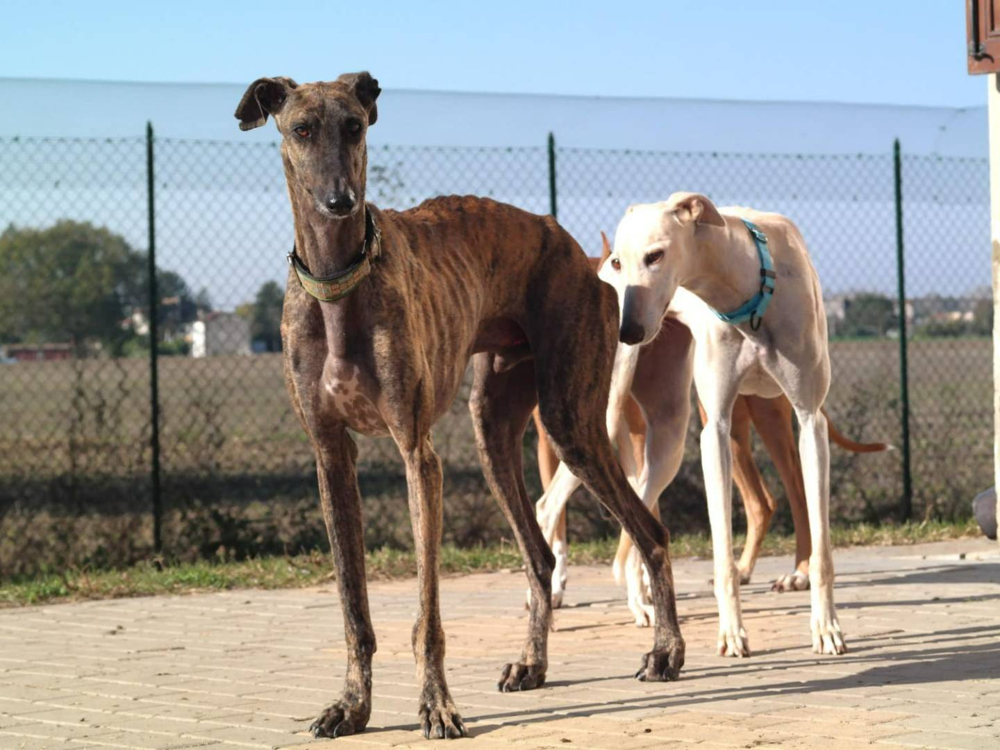 Adotta il cane SAMUEL a Rovigo