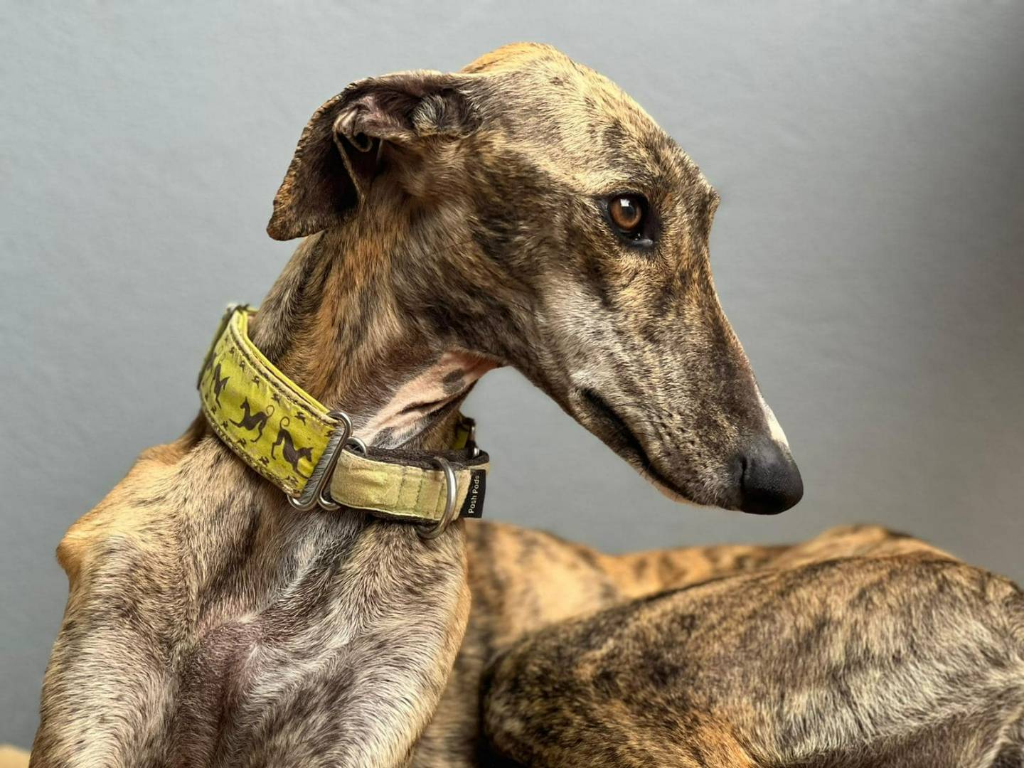 Adotta un cane, femmina, 4 anni  e 3 mesi , Rovigo