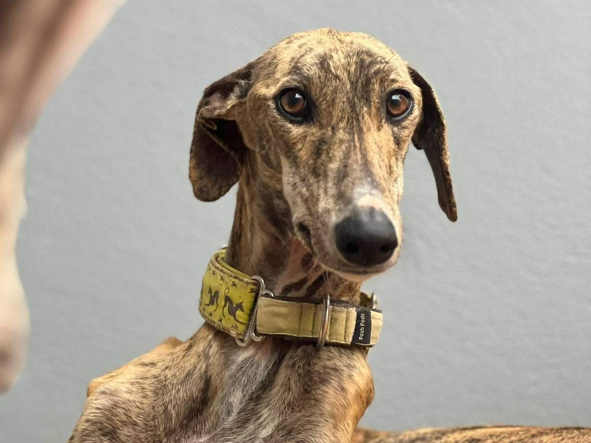 Adotta un cane, taglia media, femmina, Rovigo
