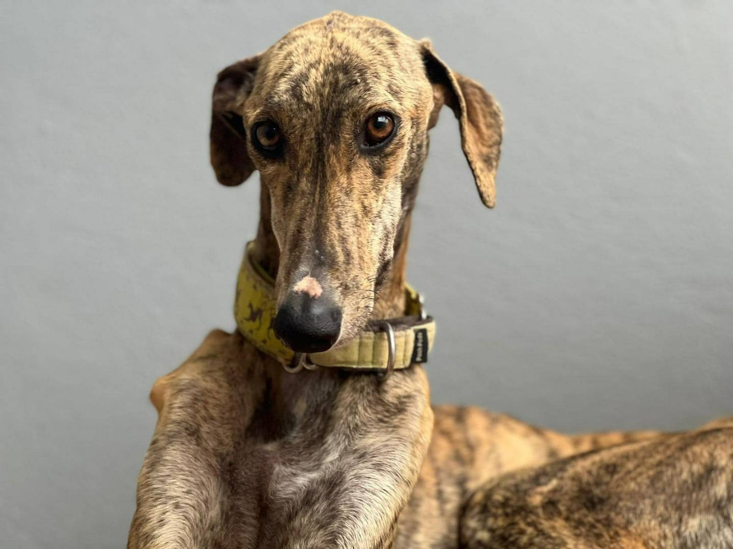 Vuoi adottare un cane a Rovigo?