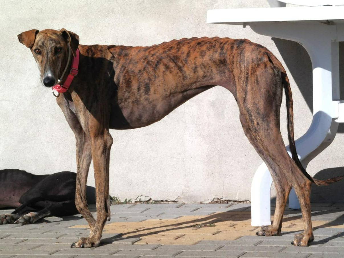 Adotta il cane AMANDA a Rovigo