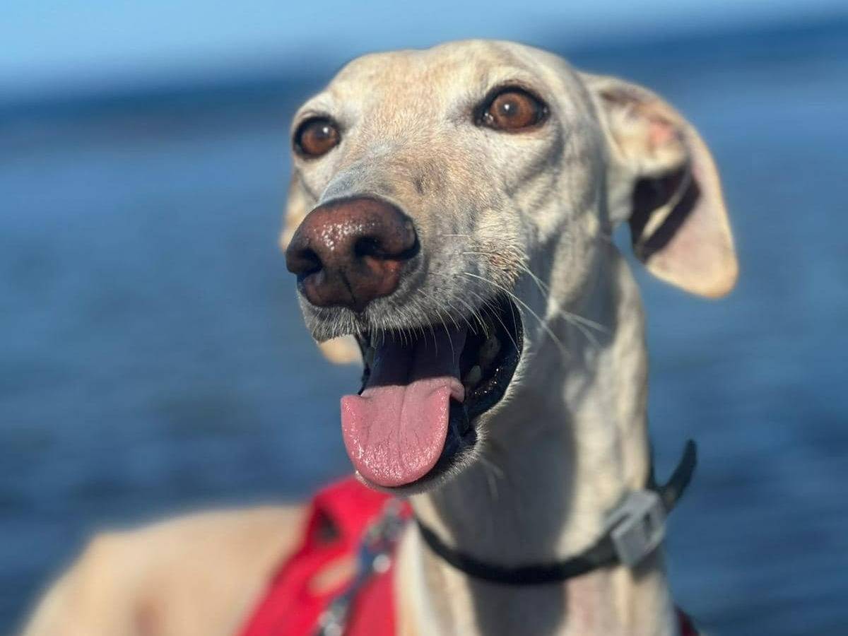 Adozione cane, femmina, Levriero Spagnolo (Galgo) Razza sconosciuta, 5 anni e 4 mesi, taglia media, Rovigo