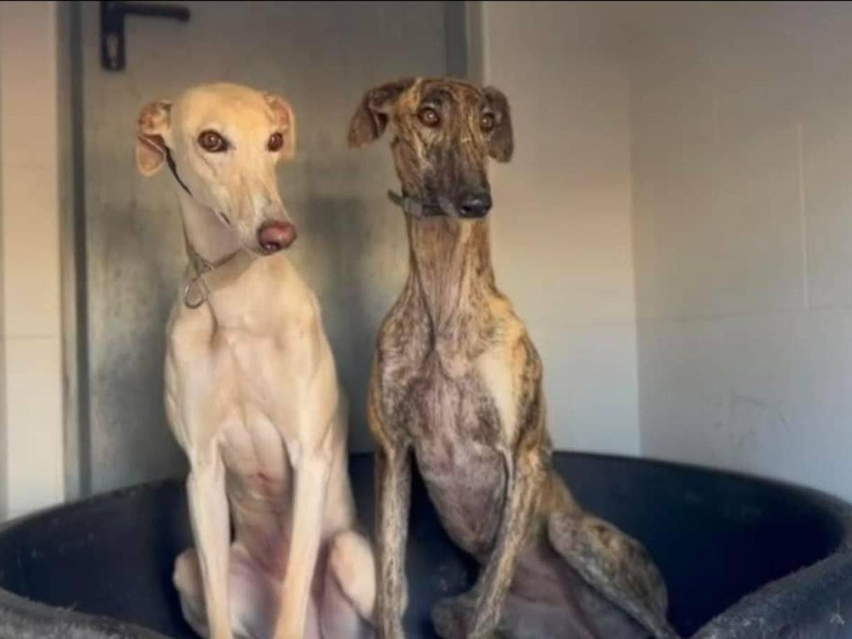 Adotta un cane, femmina, 5 anni e 4 mesi, Rovigo