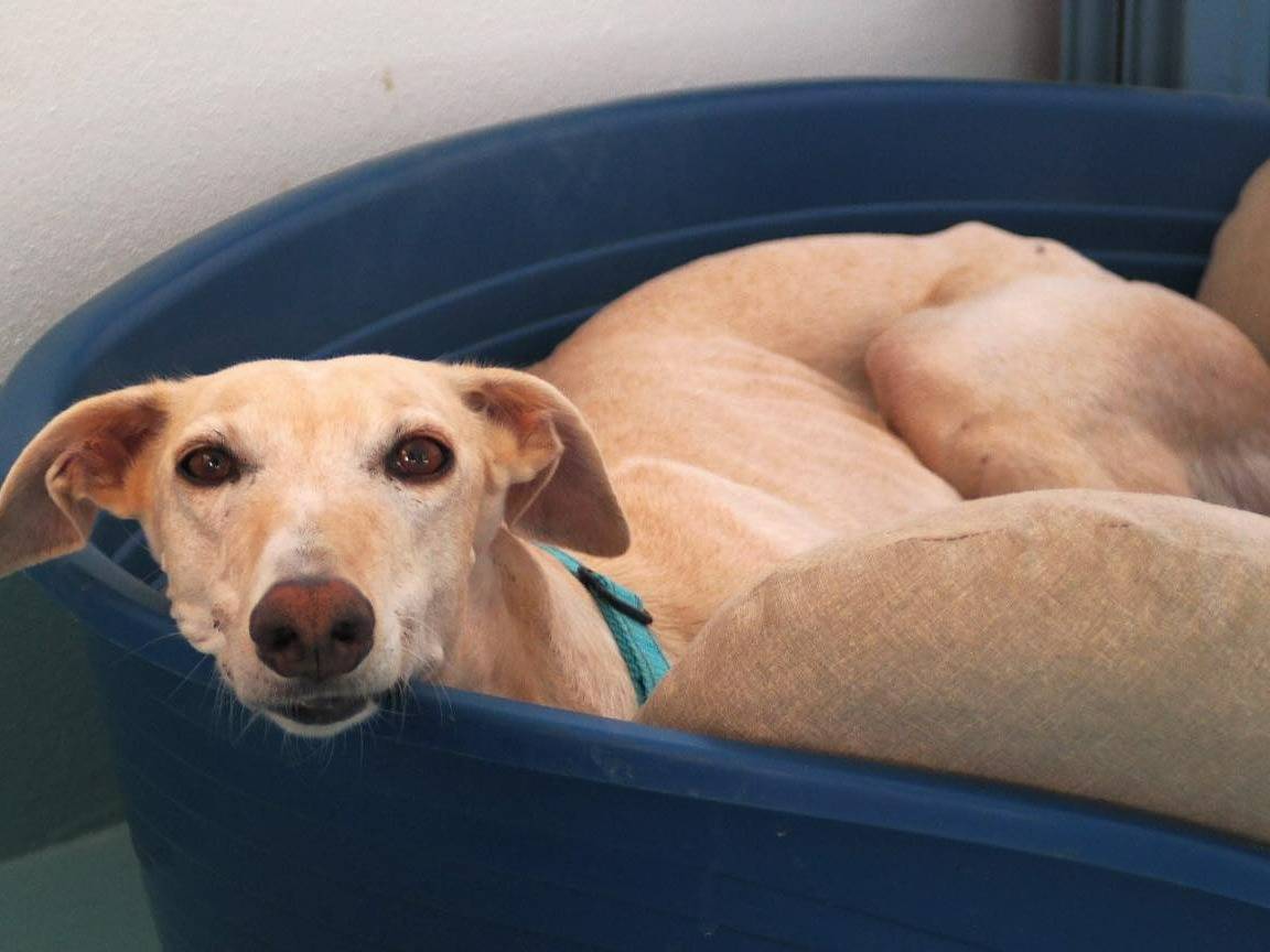 Adotta un cane, taglia media, femmina, Rovigo