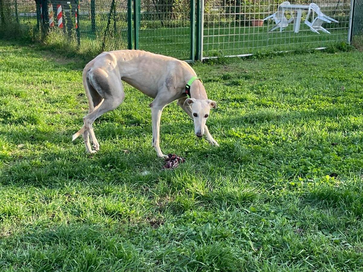 Vuoi adottare un cane a Rovigo?