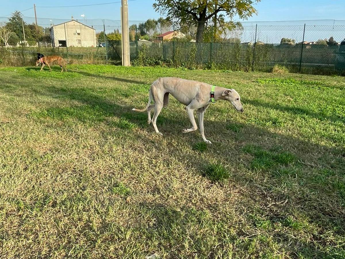Adotta il cane SOFIA a Rovigo