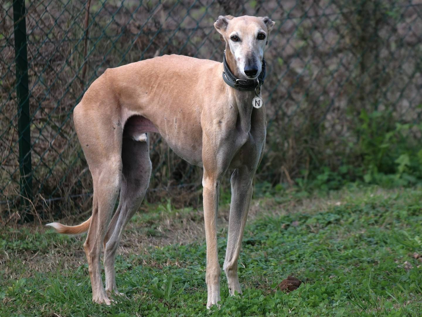 Foto dell'animale