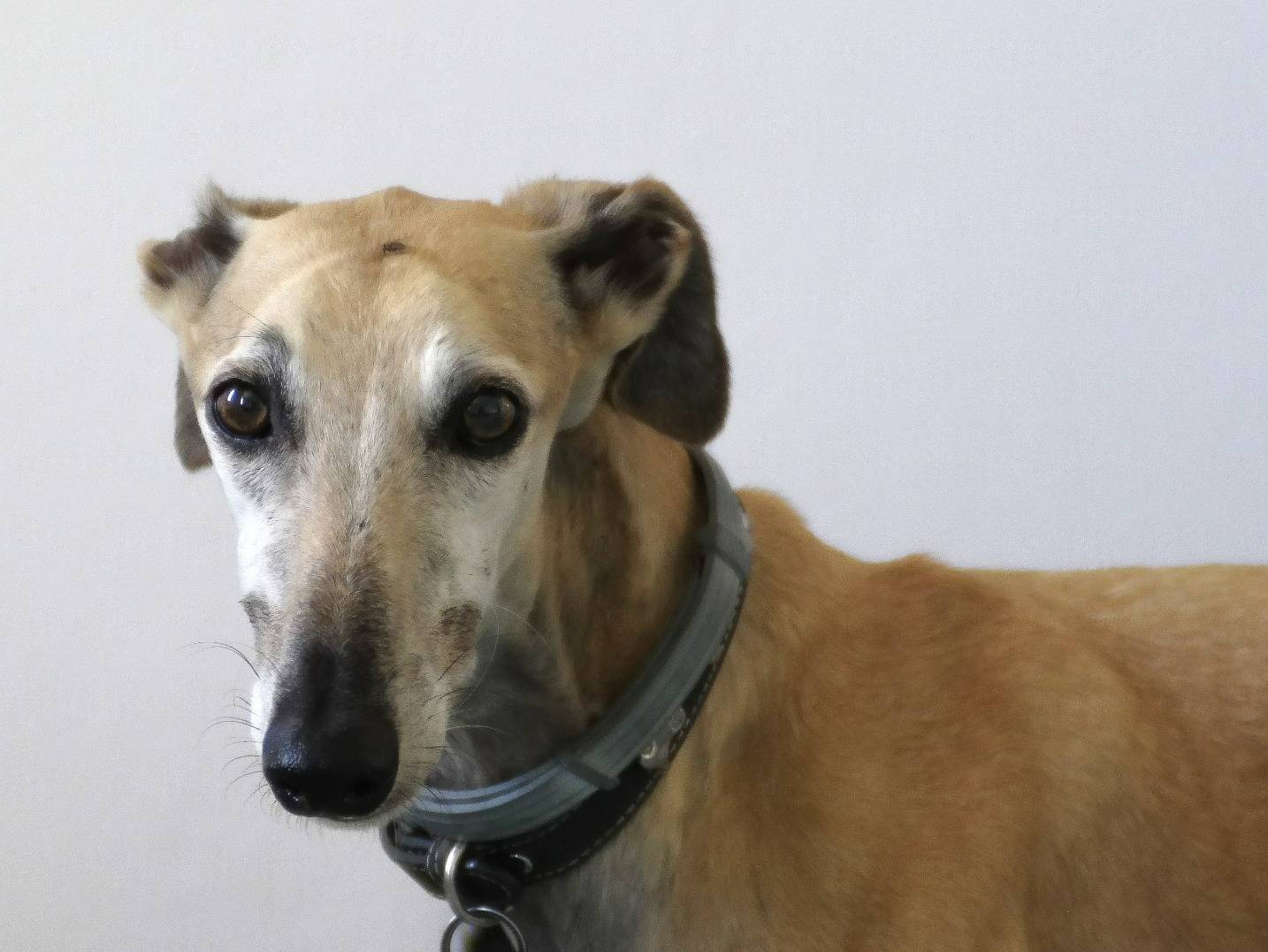 Adotta un cane, maschio, 6 anni  e 2 mesi , Rovigo