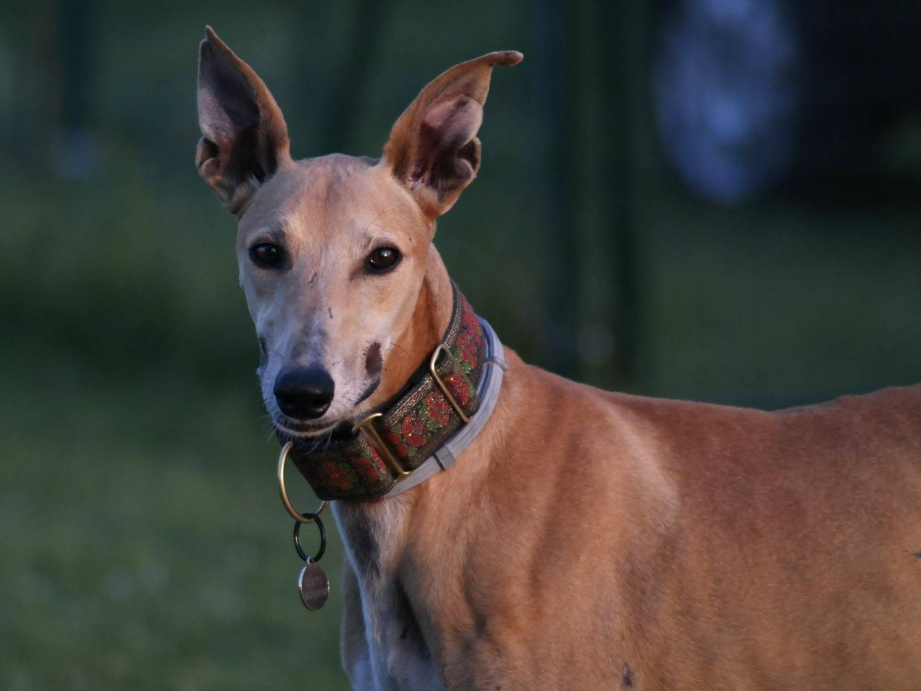 Adotta un cane, taglia media, maschio, Rovigo