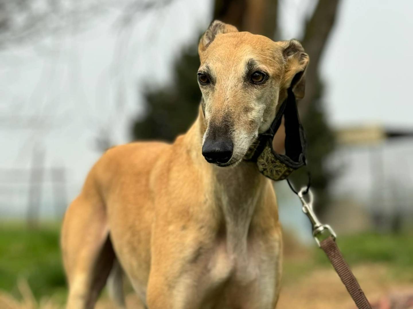 Vuoi adottare un cane a Rovigo?