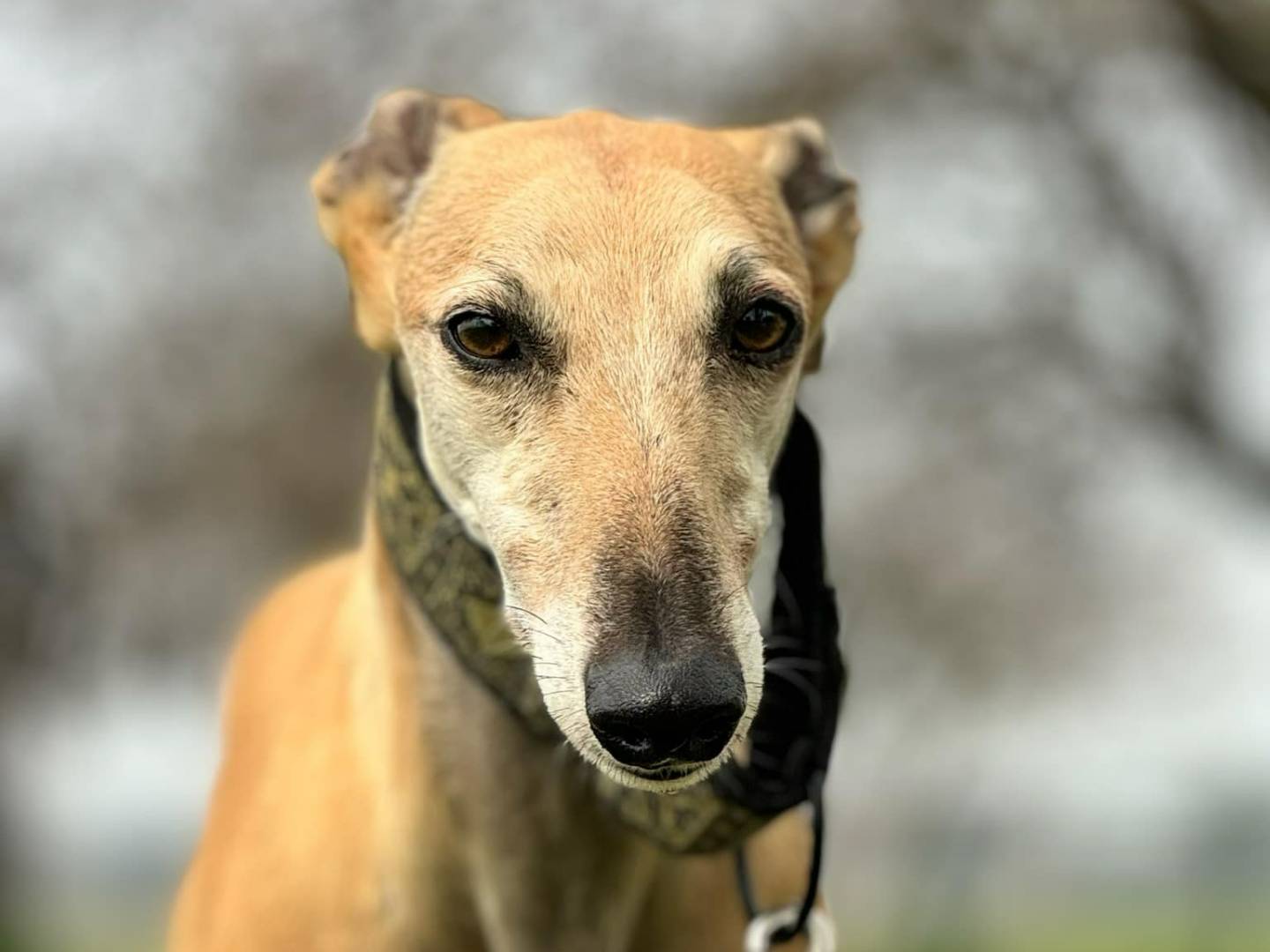 Adotta il cane JACOB a Rovigo