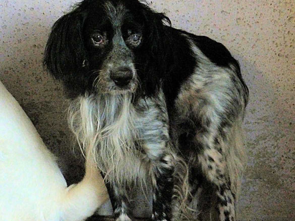 Foto dell'animale