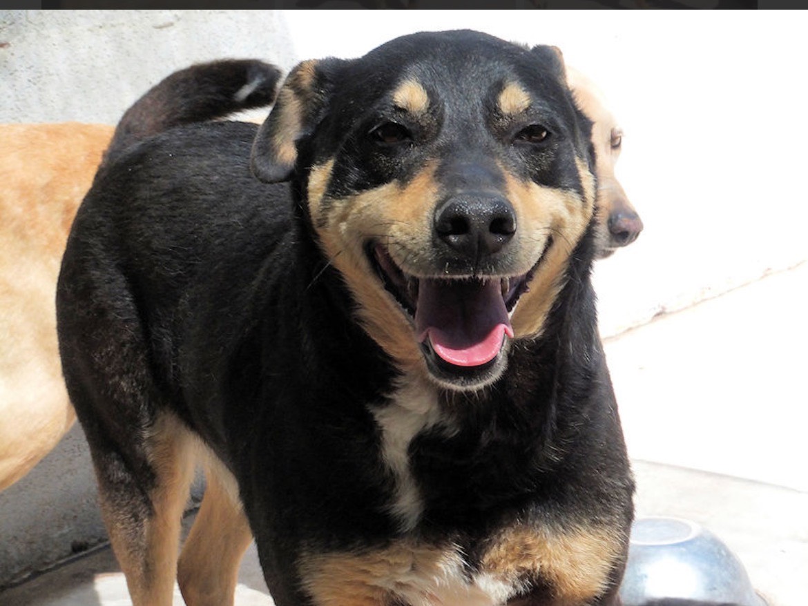 Adotta un cane, maschio, 11 anni  e 6 mesi , Frosinone