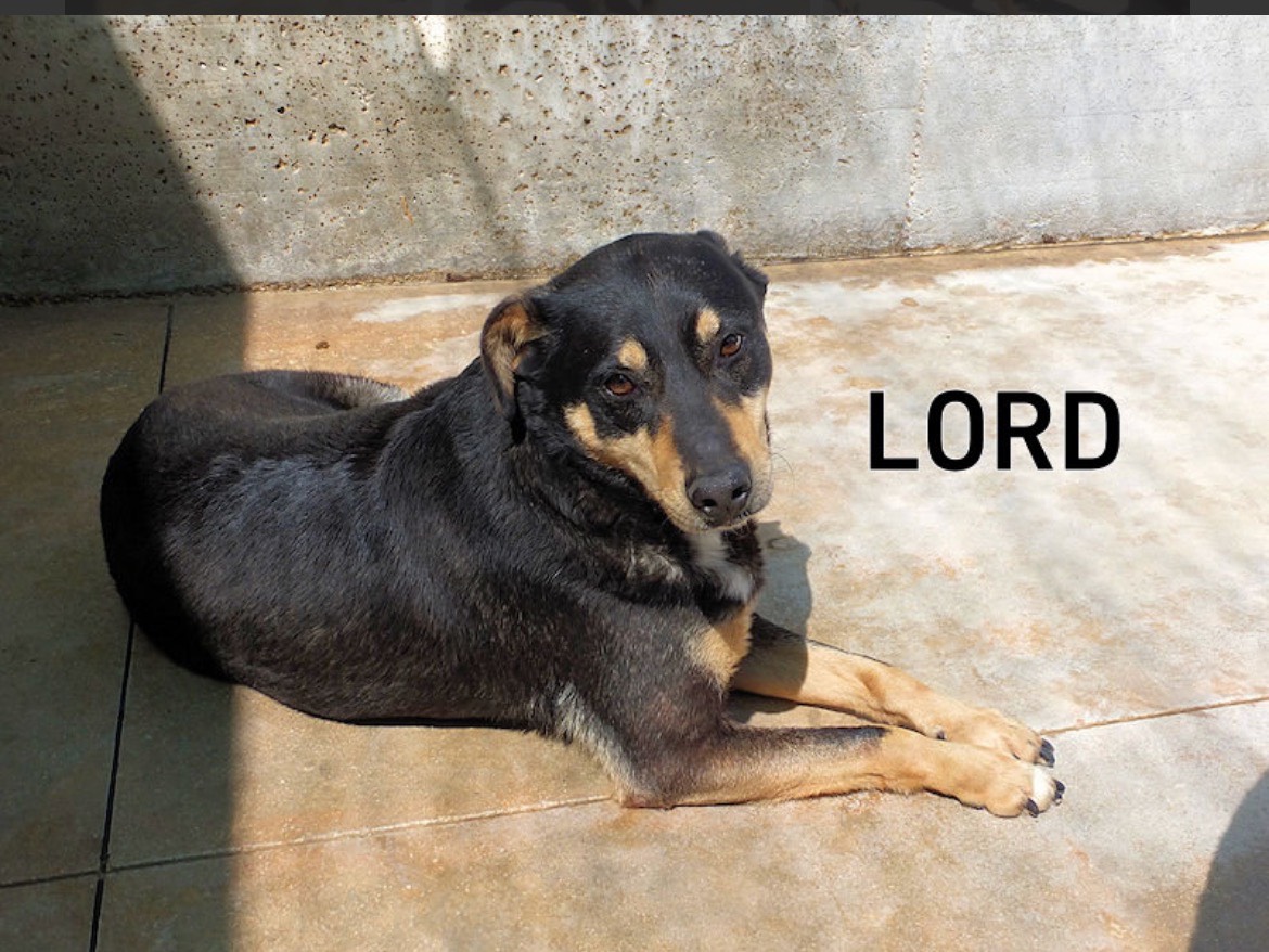 Adotta un cane, taglia media contenuta, maschio, Frosinone