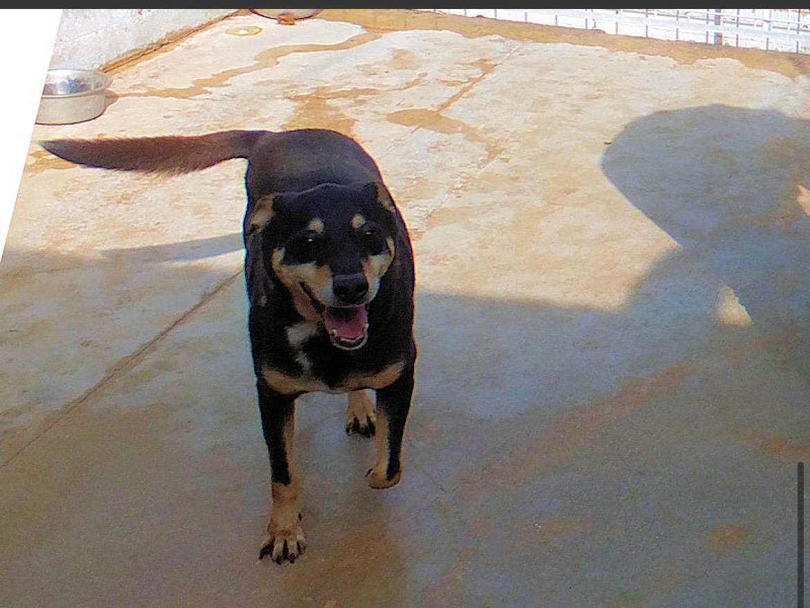 Vuoi adottare un cane a Frosinone?