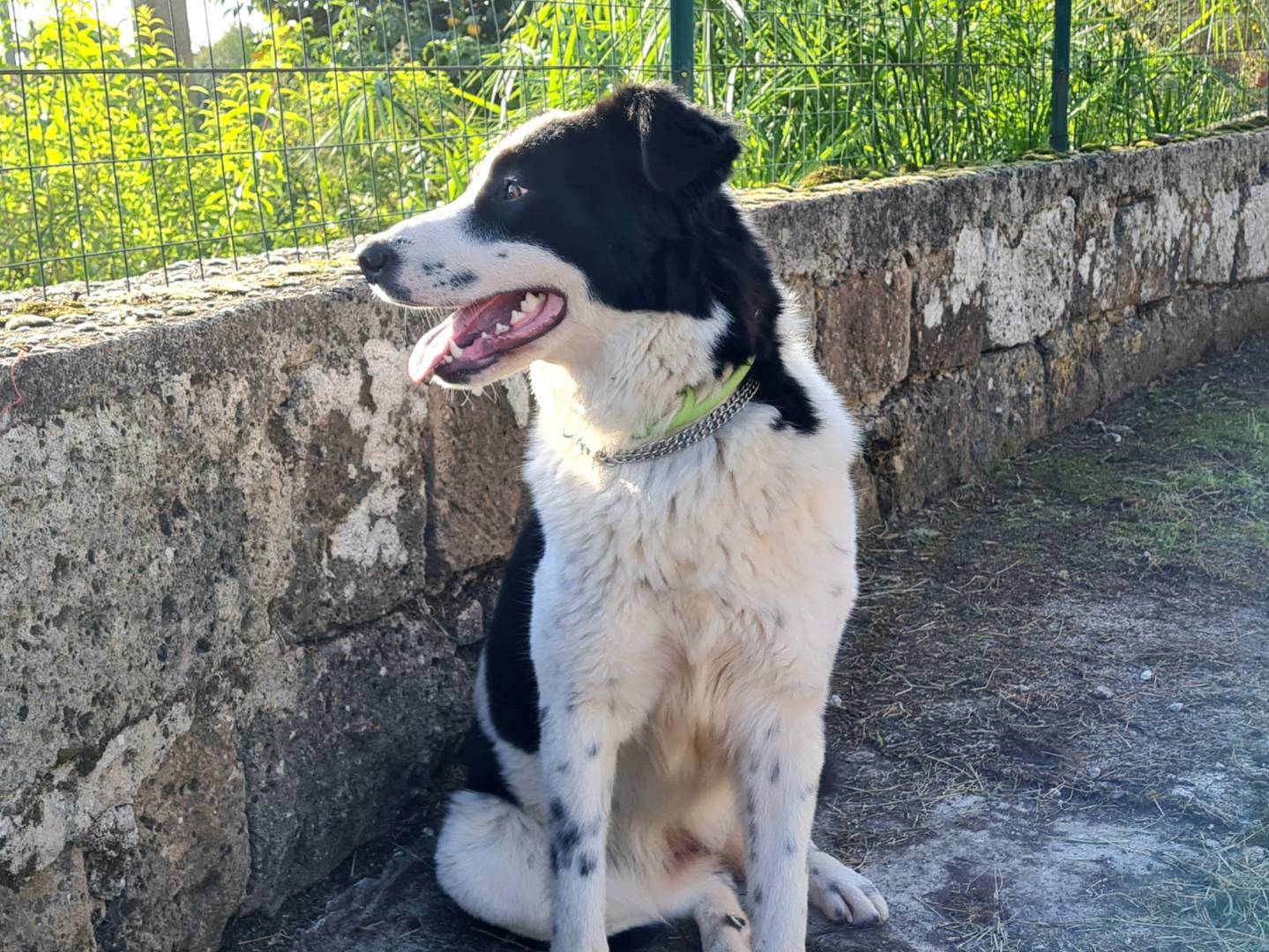 Foto dell'animale