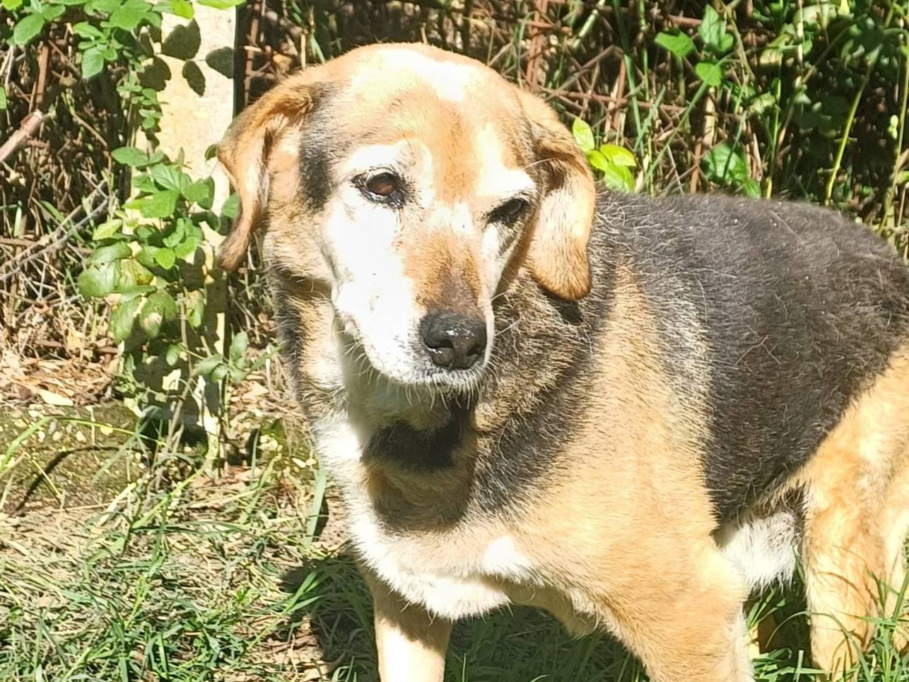 Adotta un cane, femmina, 11 anni  e 8 mesi , Roma