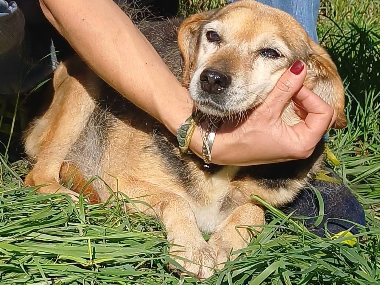 Vuoi adottare un cane a Roma?