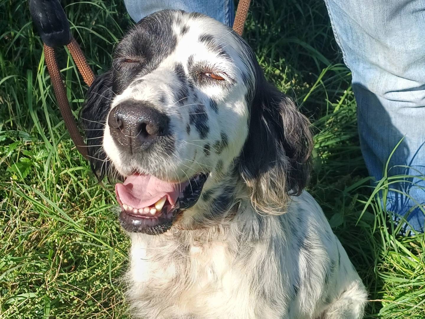 Adotta un cane, maschio, 10 anni  e 9 mesi , Roma