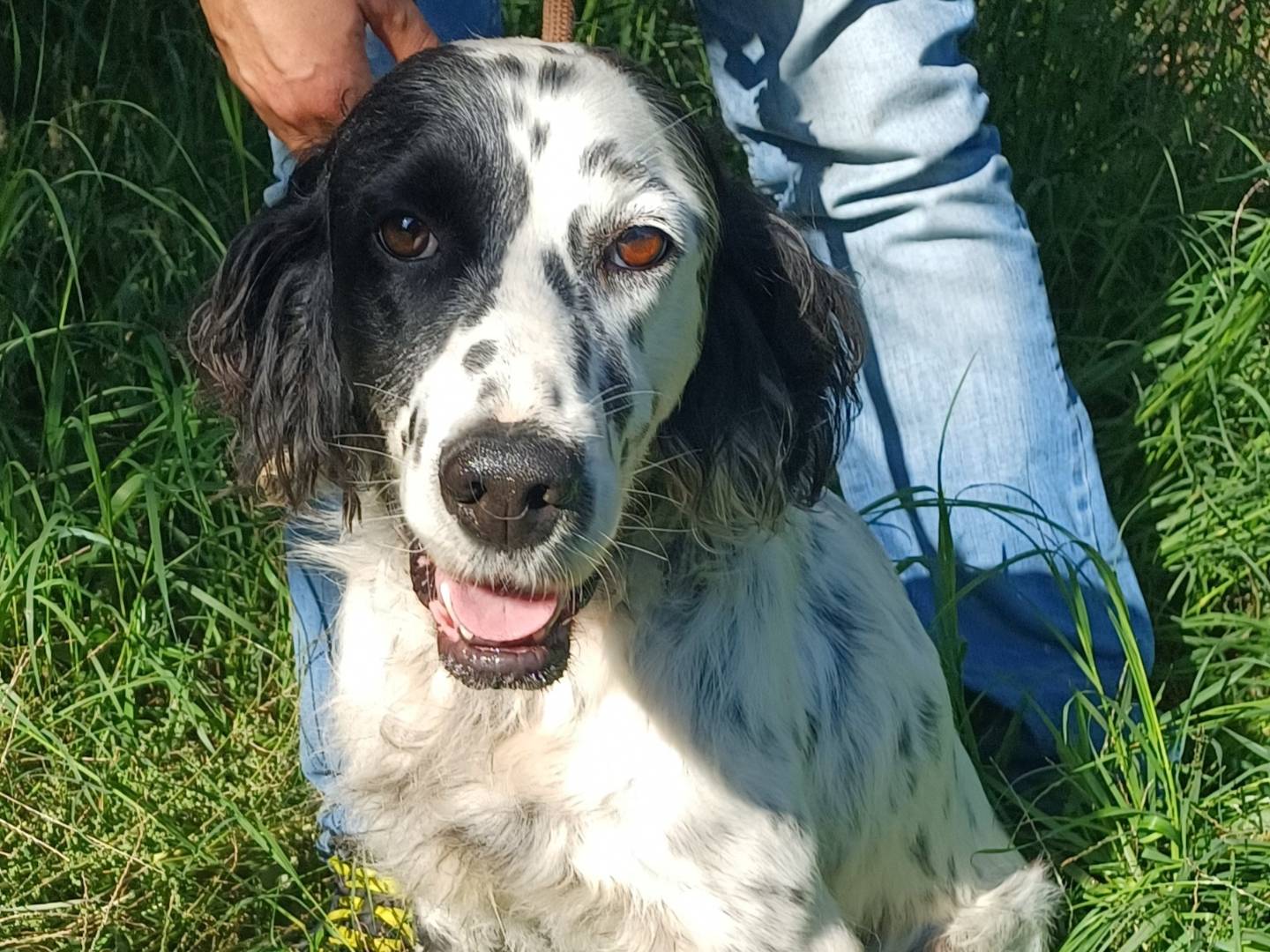 Adotta un cane, taglia media, maschio, Roma