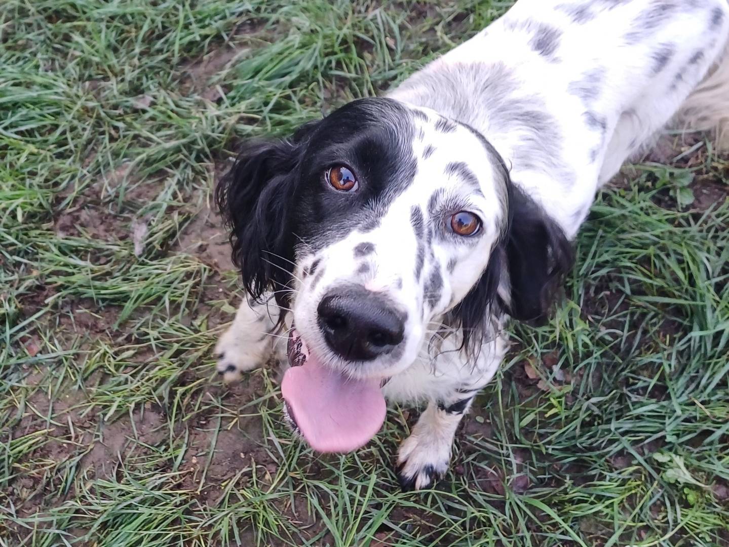 Vuoi adottare un cane a Roma?