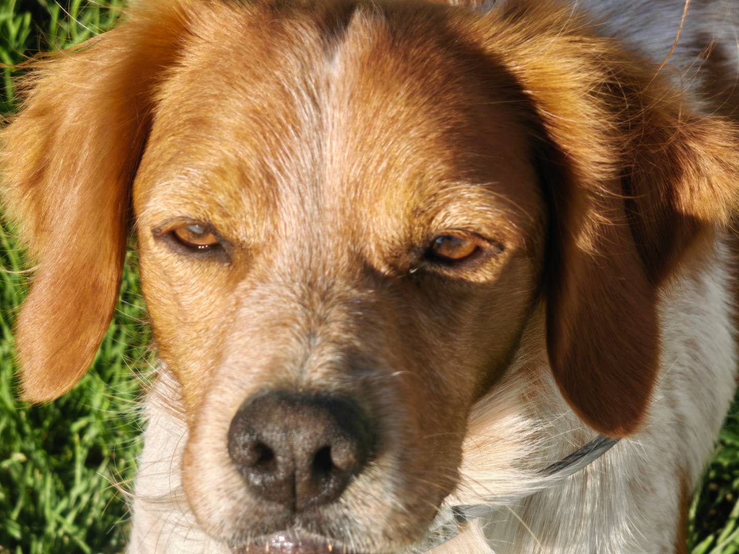 Adotta un cane, maschio, 1 anno e 9 mesi , Caserta