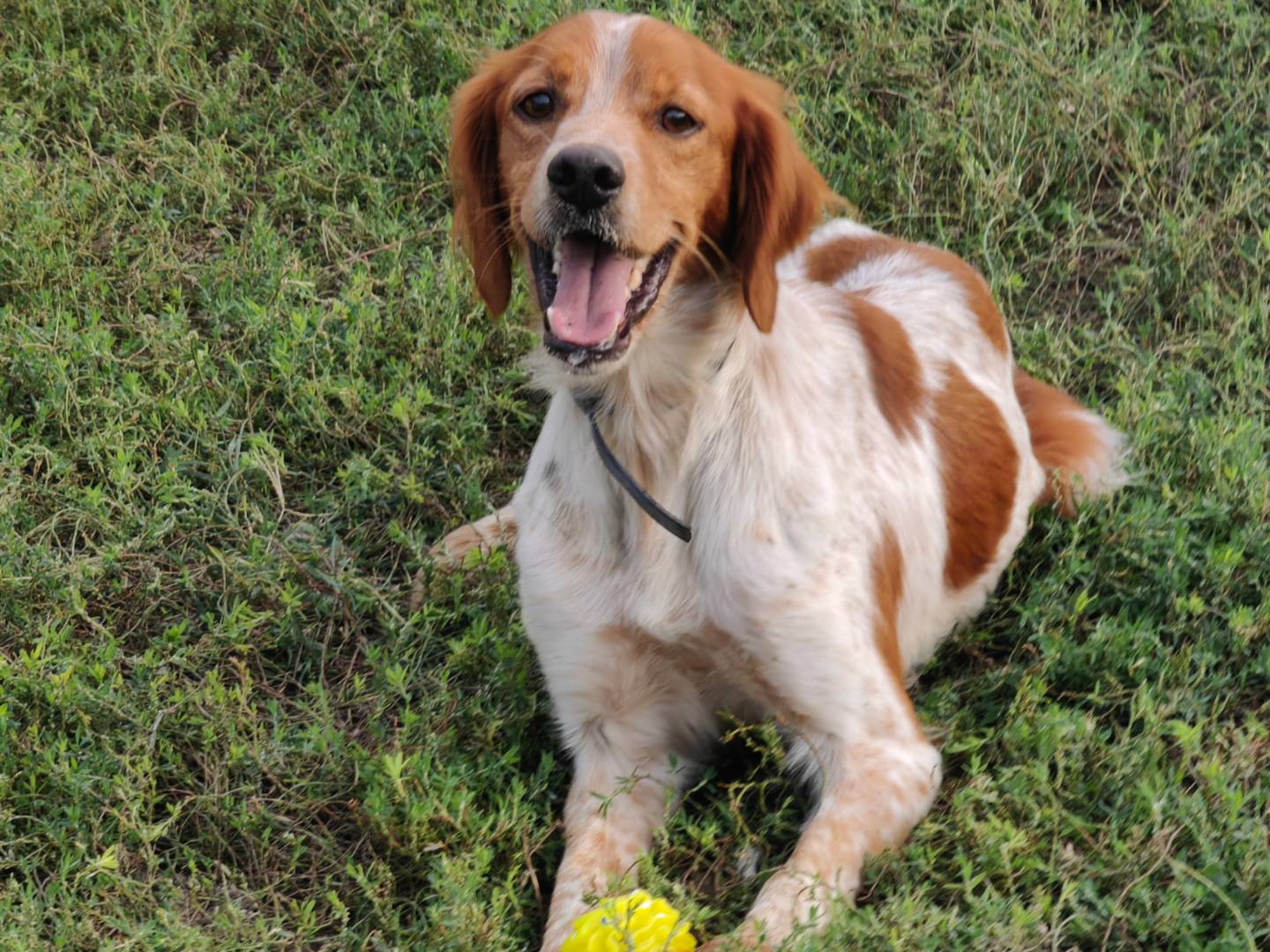 Adotta un cane, taglia media contenuta, maschio, Caserta