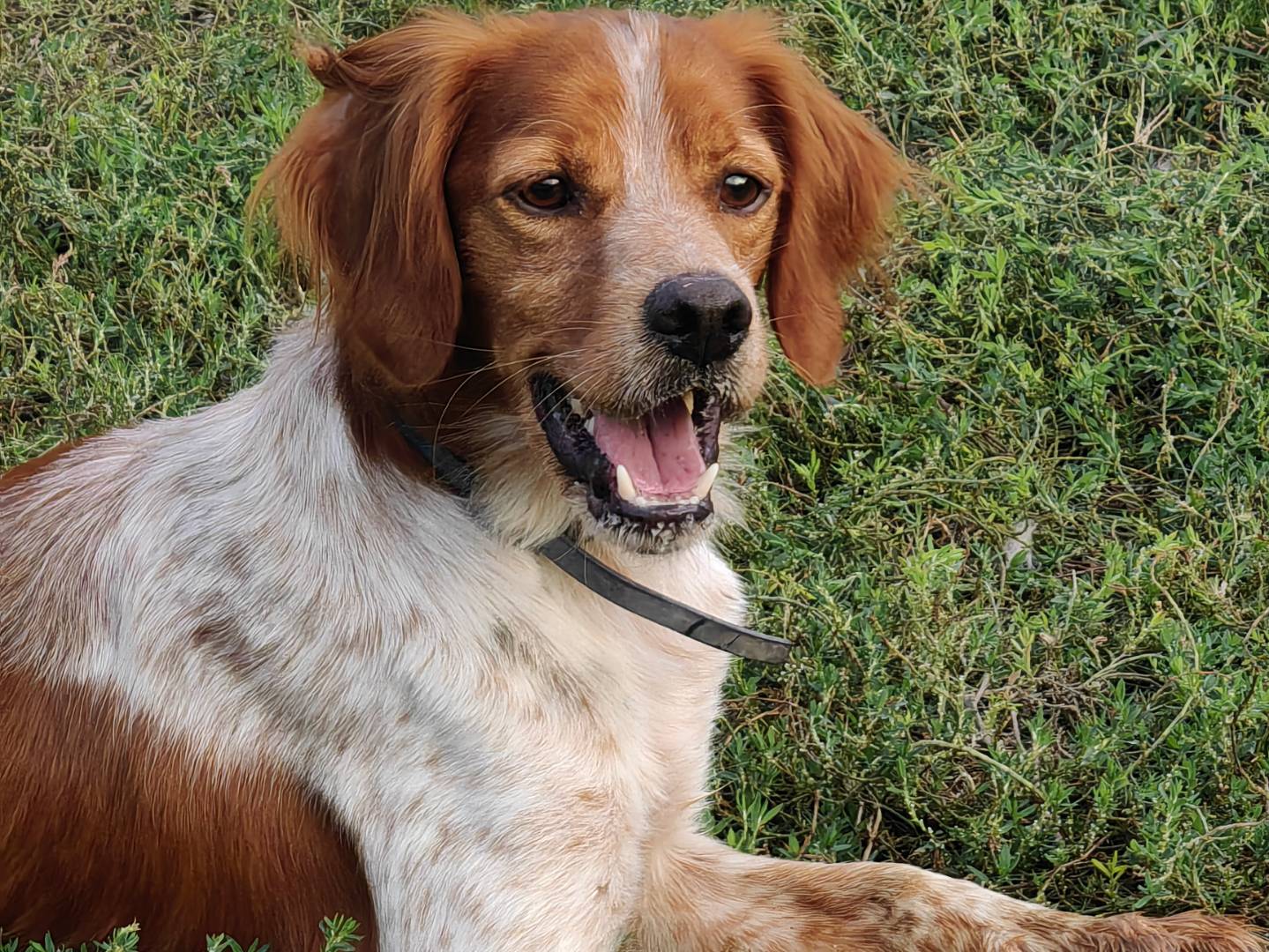 Vuoi adottare un cane a Caserta?