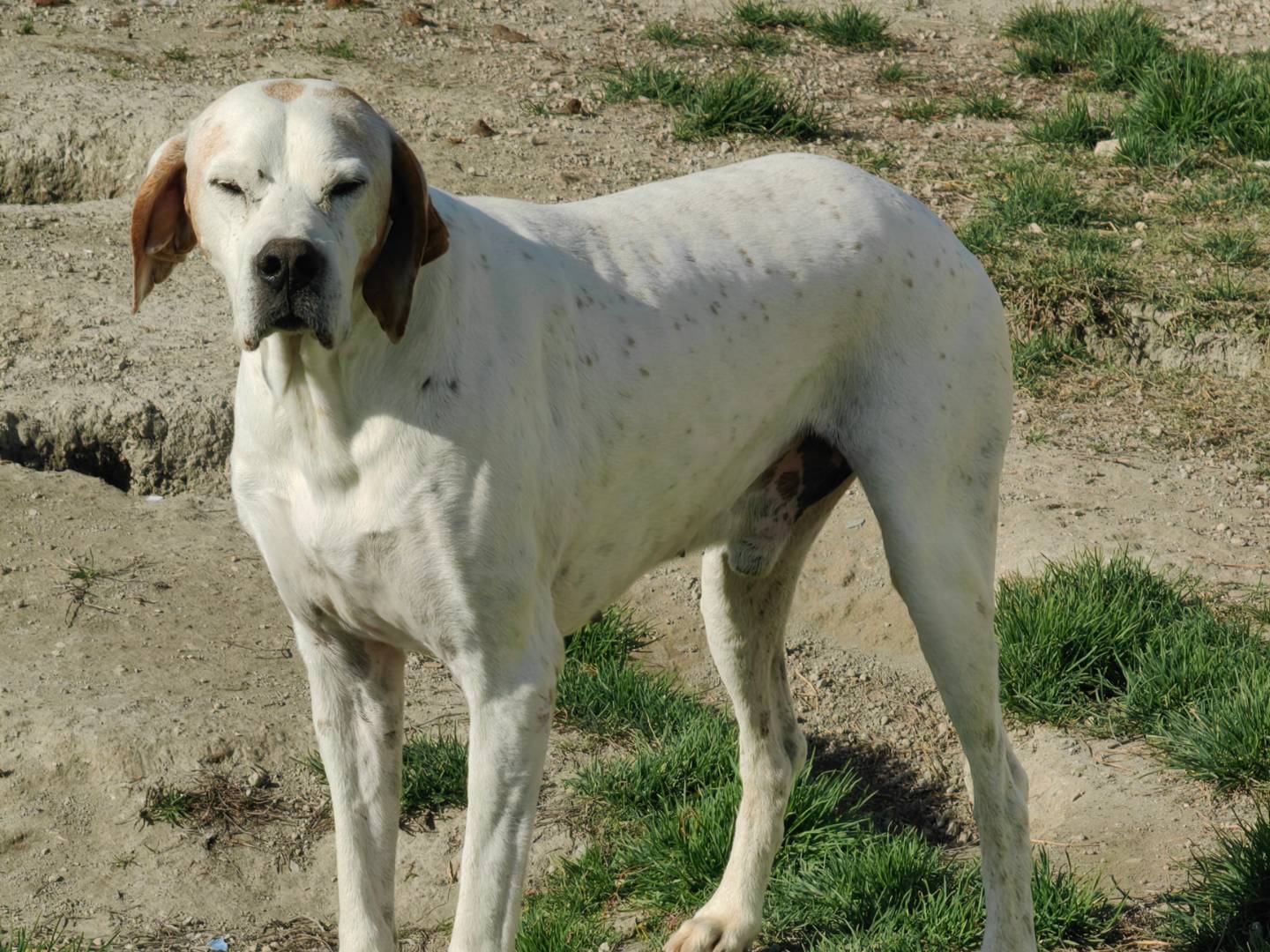 Foto dell'animale
