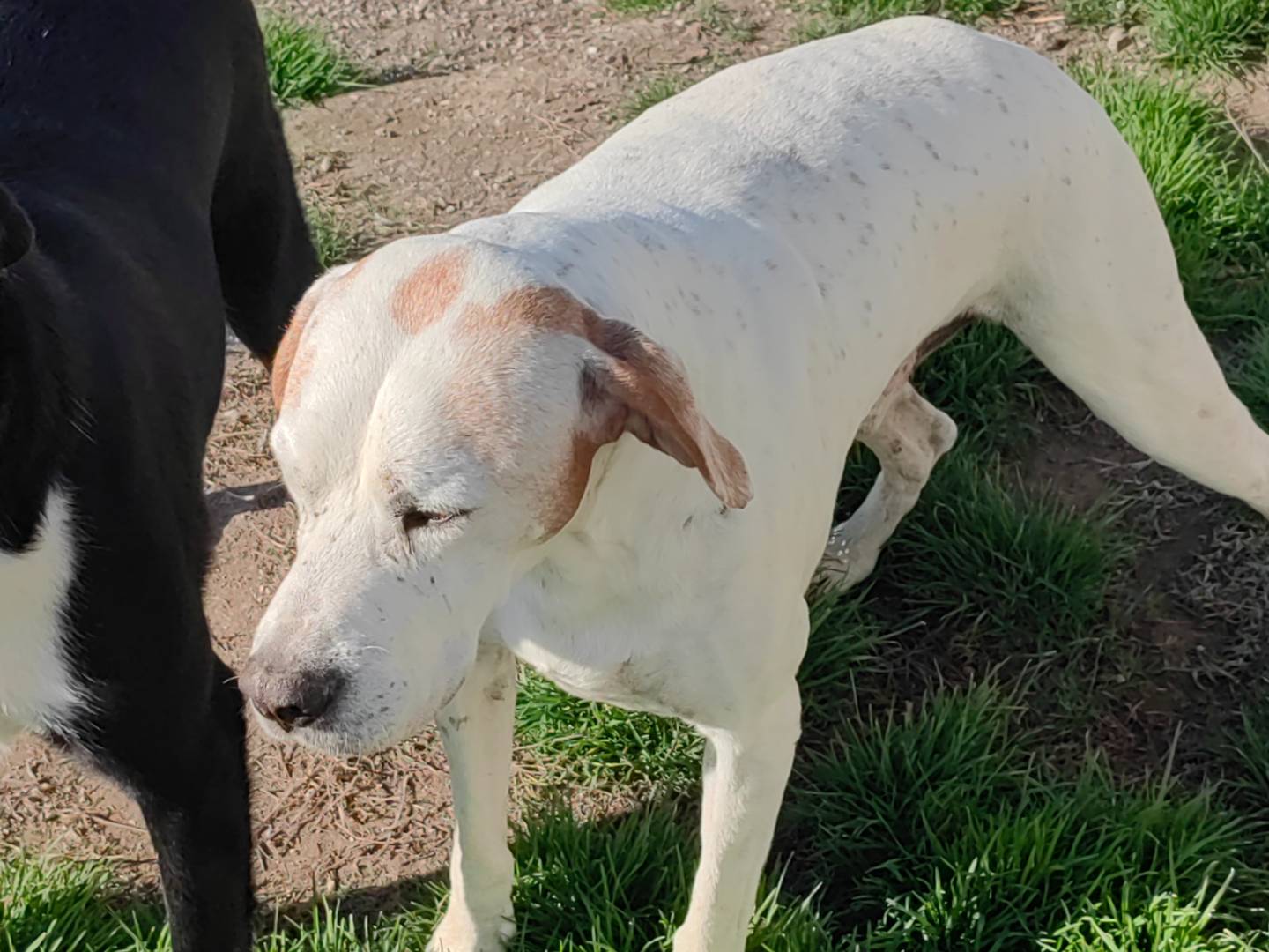 Adotta un cane, maschio, 7 anni  e 8 mesi , Caserta
