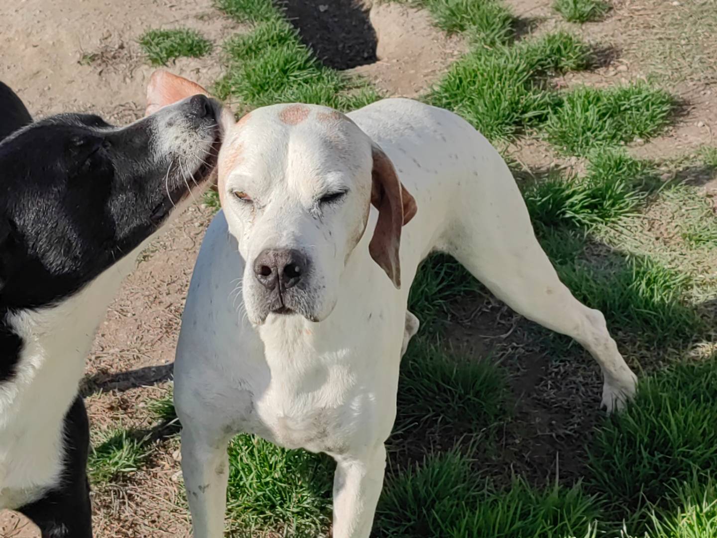 Adotta un cane, taglia grande, maschio, Caserta