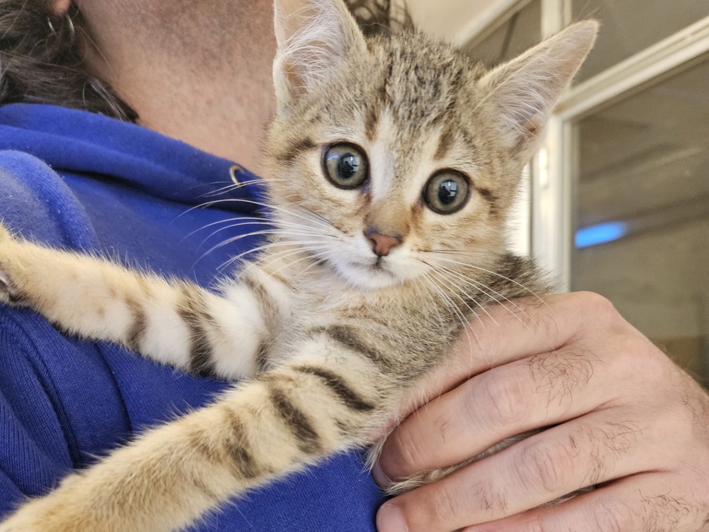 Adozione gatto, maschio, Razza sconosciuta Razza sconosciuta, 11 mesi, taglia non valida, Chieti