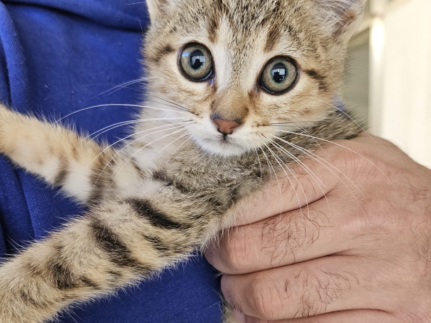 Adotta un gatto, maschio, 11 mesi, Chieti