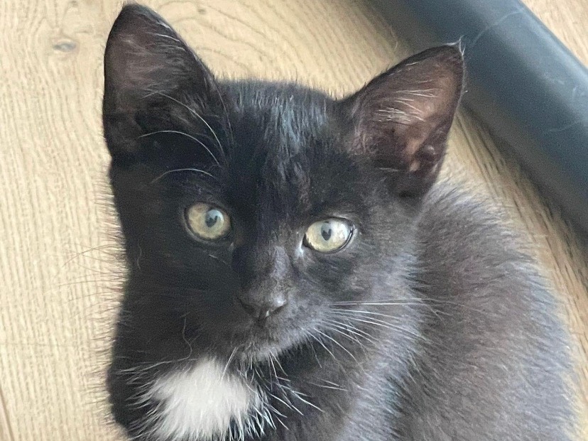 Adotta un gatto, femmina, 1 anno, Chieti
