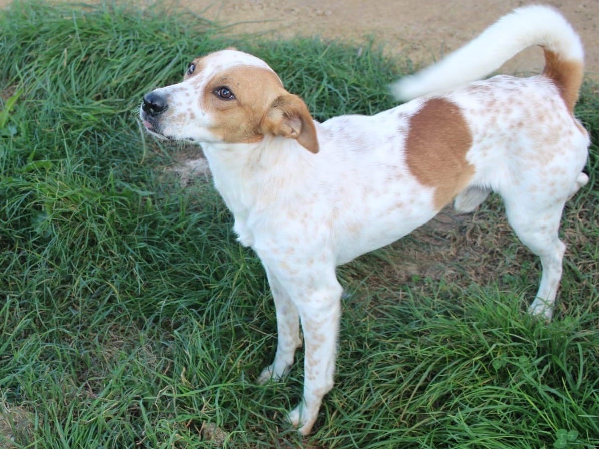Adozione cane, maschio, Razza sconosciuta Razza sconosciuta, 1 anno e 10 mesi , taglia media contenuta, Vibo