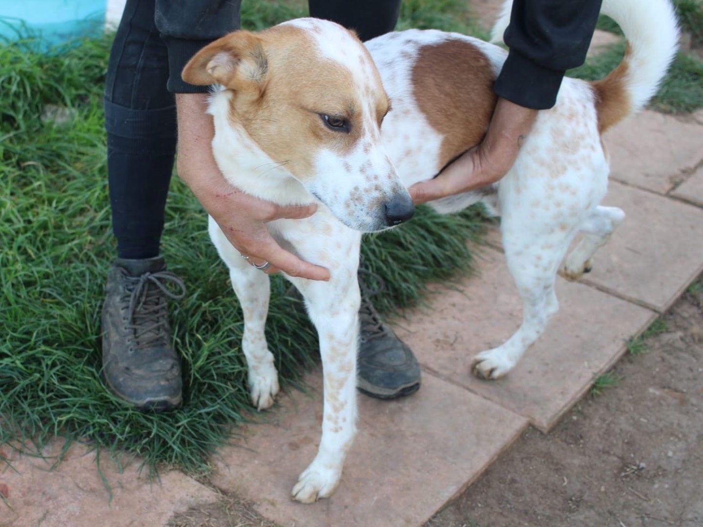 Adotta un cane, maschio, 1 anno e 5 mesi , Vibo