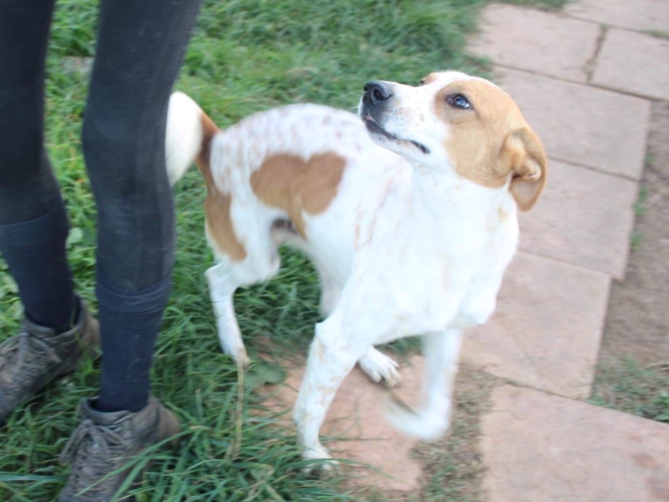 Adotta un cane, taglia media contenuta, maschio, Vibo