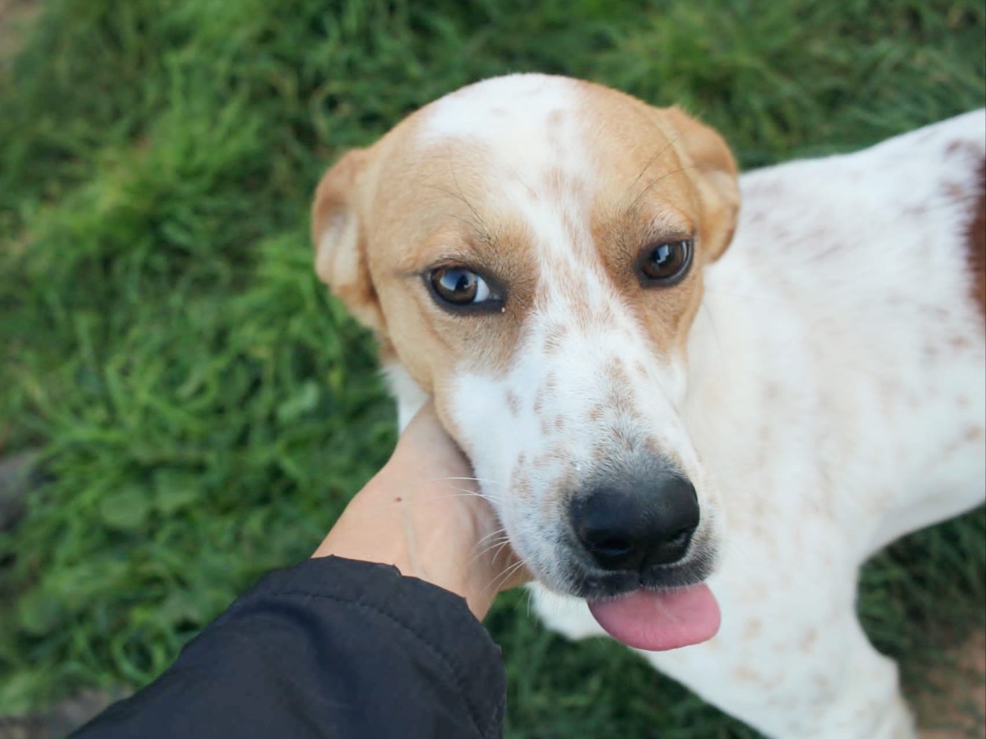 Vuoi adottare un cane a Vibo?
