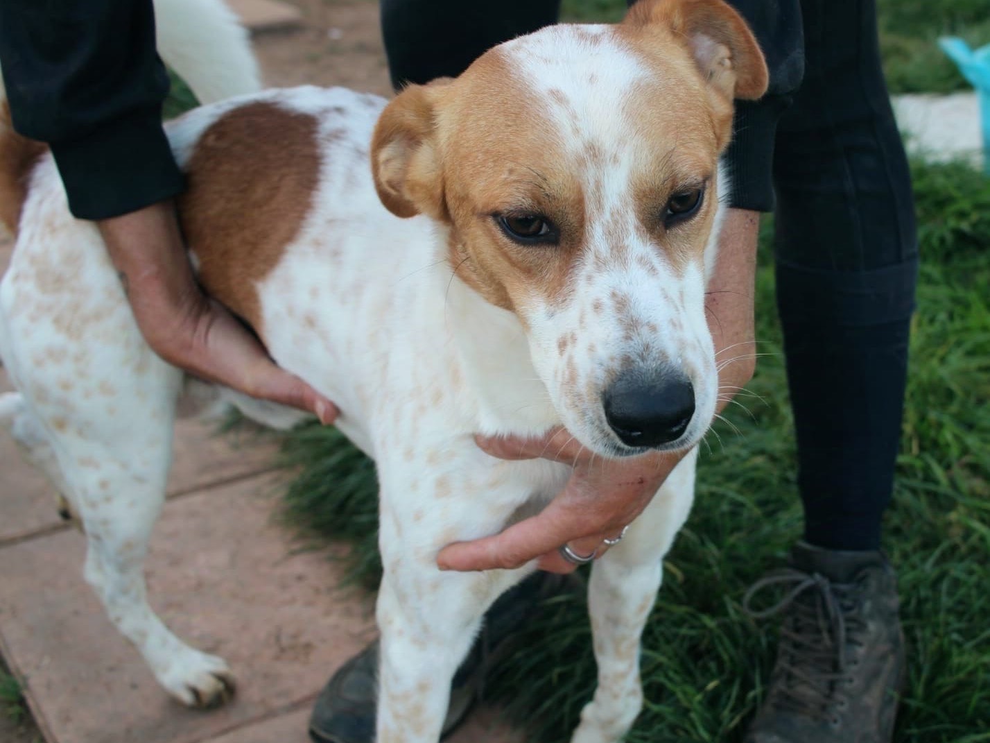 Adotta il cane Giacomino  a Vibo