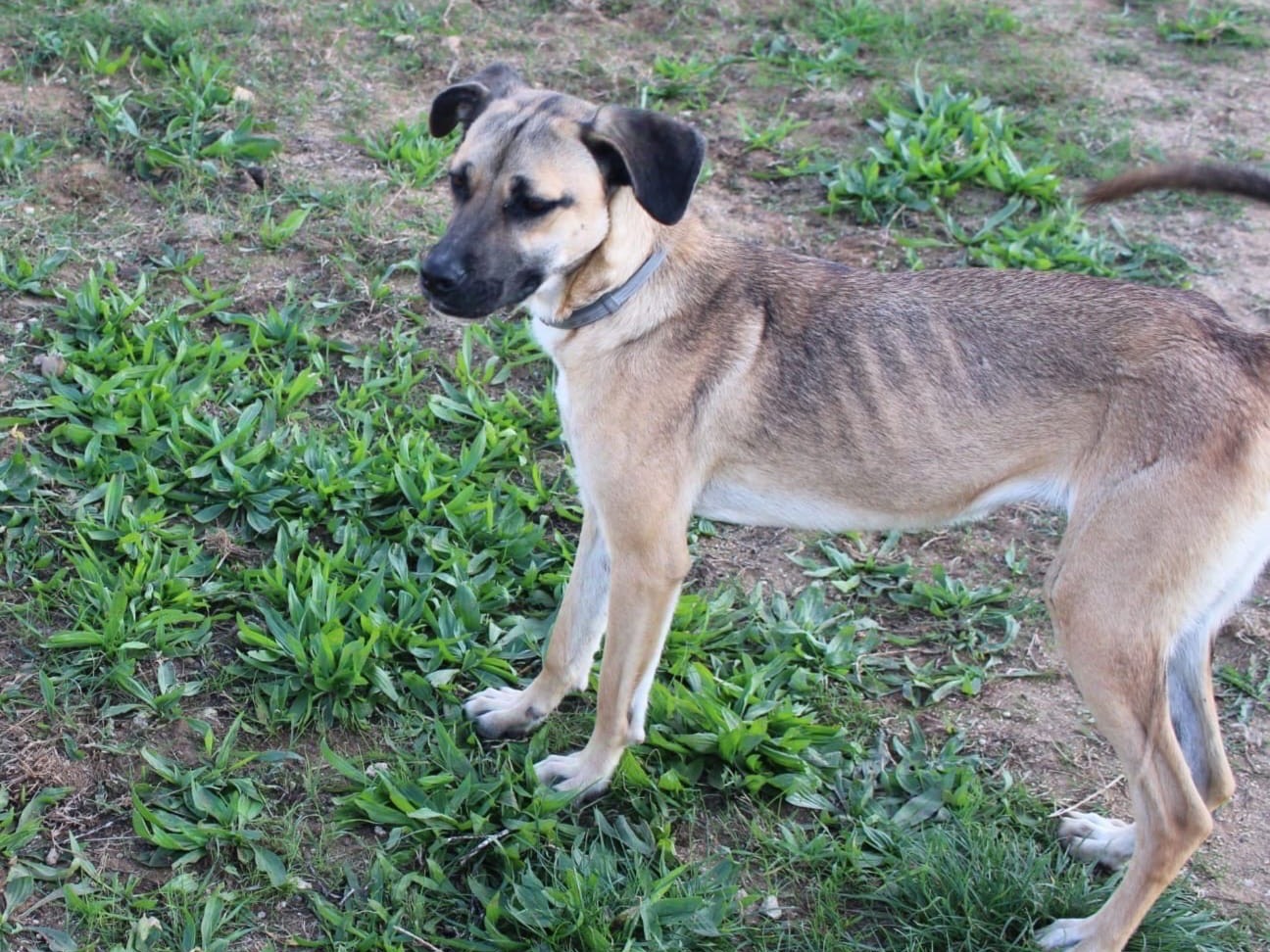 Adotta un cane, femmina, 1 anno e 8 mesi , Vibo