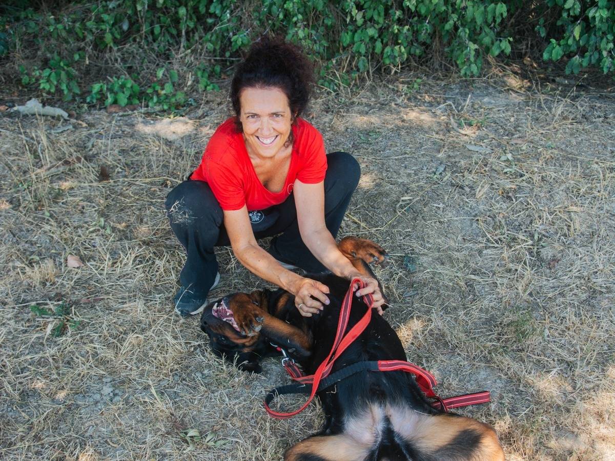 Adotta un cane, taglia gigante, maschio, Bologna