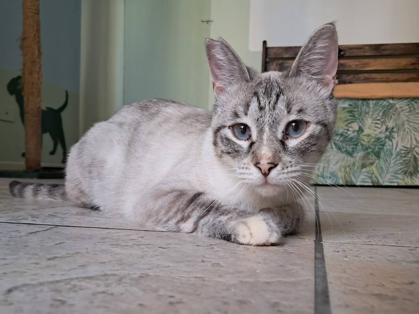 Adozione gatto, femmina, Siamese Razza sconosciuta, 1 anno e 5 mesi , taglia non valida, Bari